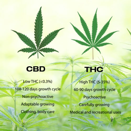 Graphic image of the differences between cbd and thc