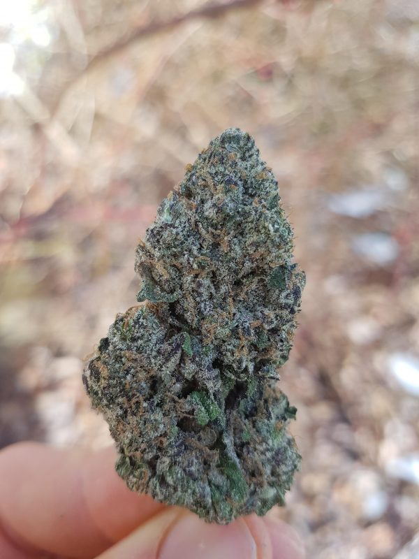 Photo of our Jellysickle weed taken by StonerScotian