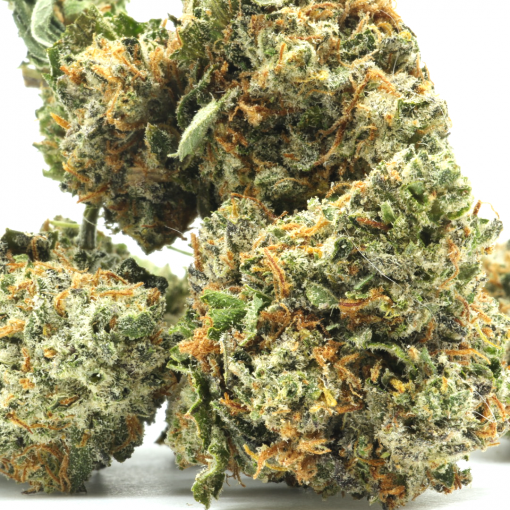 Big Buddha Cheese is a balanced hybrid strain with a creamy and cheesy aroma coupled with fresh berry after notes.