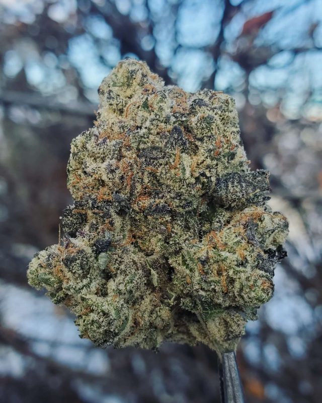 Photo taken by cannabis reviewer Bos of our Blueberry Wedding Cake strain