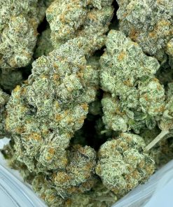 Cereal Milk is a balanced hybrid strain that is a cross between Snowman X and Y-Life strains.