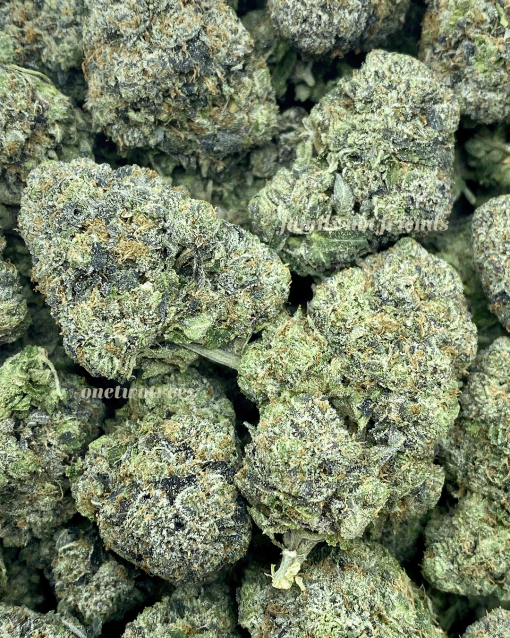 El Jefe Pink, also known as "El Jefe," is a popular cannabis strain known for its potent effects and gassy flavors.
