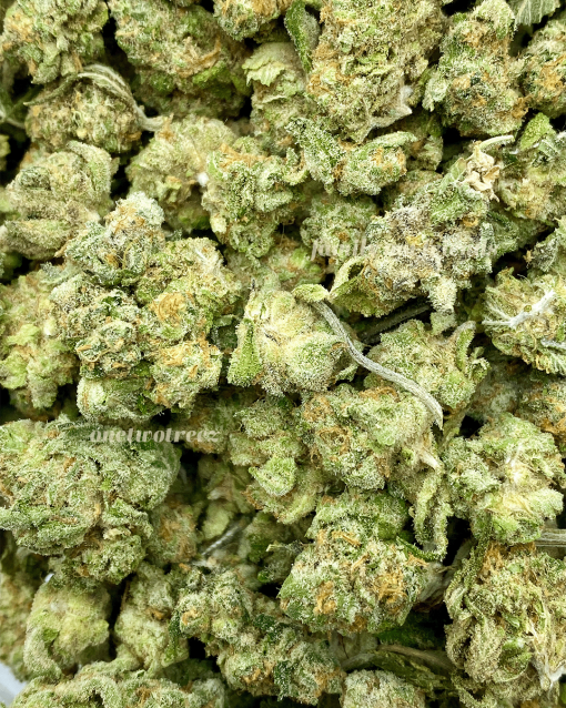 Bacio Gelato Popcorn is a sought-after cannabis strain that combines the indulgent Bacio Gelato with smaller, popcorn-sized buds.