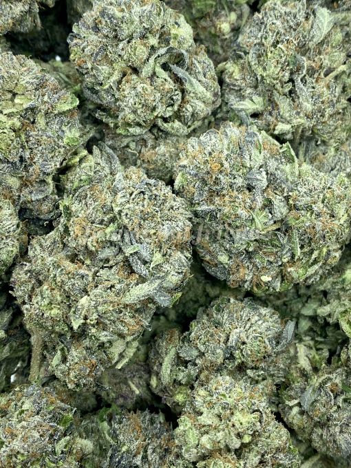 Bluefin Tuna Kush, also referred to as Bluefin Tuna, is a highly sought-after cannabis strain recognized for its potent effects and distinctive fragrance.