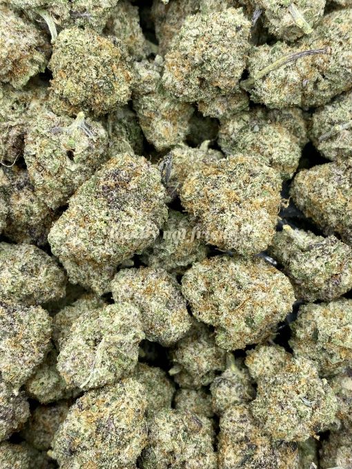 MAC1, also known as Miracle Alien Cookies F1, is an evenly balanced hybrid strain that is created by combining Alien Cookies F2 with Miracle 15 strains.