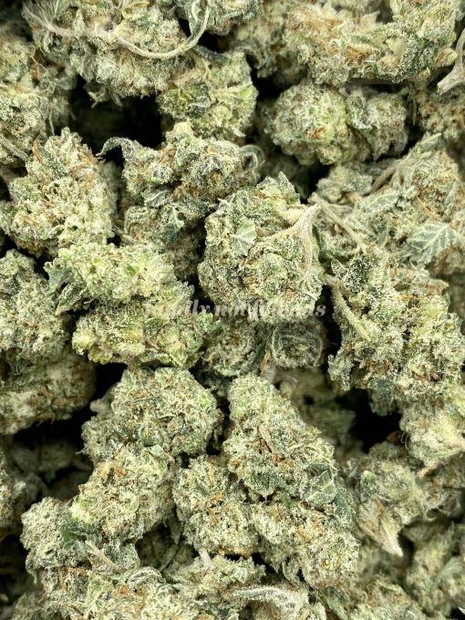Cement Shoes is a unique and slightly indica-dominant hybrid strain (60% indica/40% sativa) resulting from a cross of Animal Cookies 09, OG Kush Breath, and Wet Dream strains.