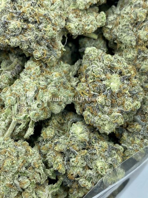First Class Funk is a highly potent slightly indica-dominant hybrid strain, created by crossing GMO and Jet Fuel.